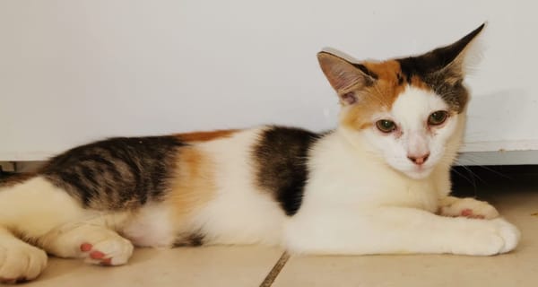 À l’adoption : MINA, chaton femelle type européen