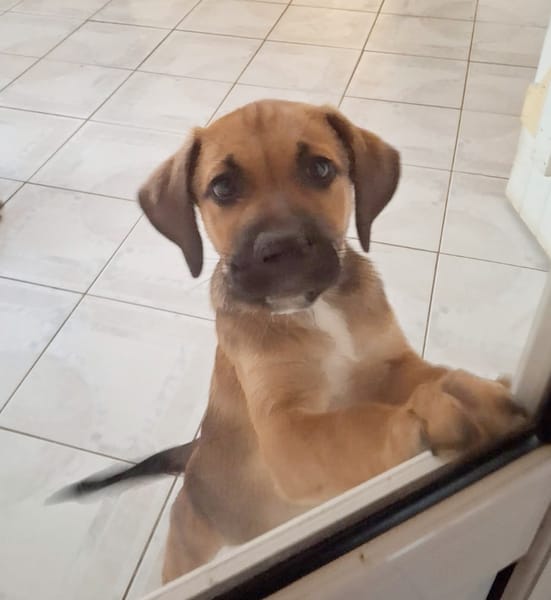 À l’adoption : RAYLEUR, Chiot Berger Créole mâle