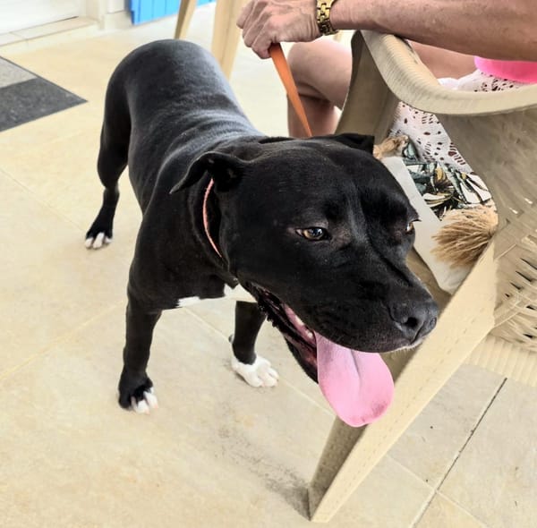 À l’adoption : XENA, croisée créole junior pleine d’amour 🐾