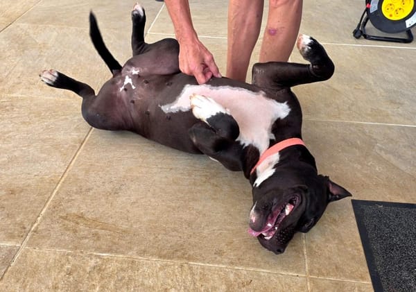 À l’adoption : XENA, croisée créole junior pleine d’amour 🐾