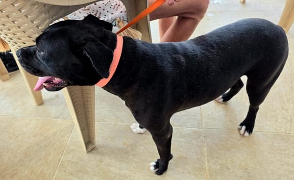 À l’adoption : XENA, croisée créole junior pleine d’amour 🐾