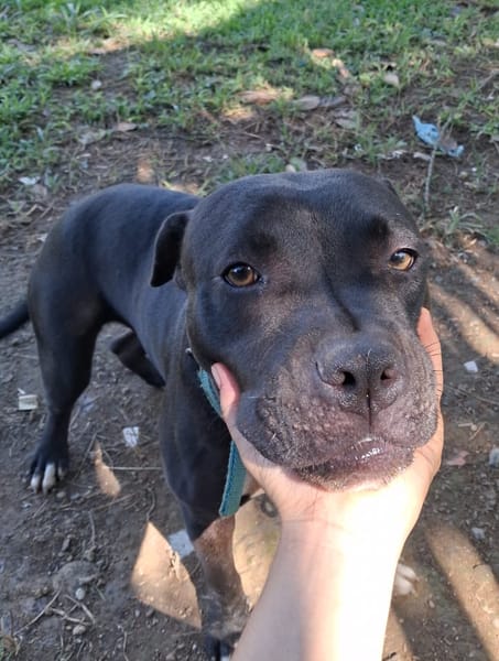 À l’adoption : XENA, croisée créole junior pleine d’amour 🐾