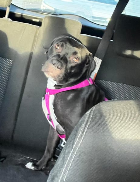 À l’adoption : XENA, croisée créole junior pleine d’amour 🐾