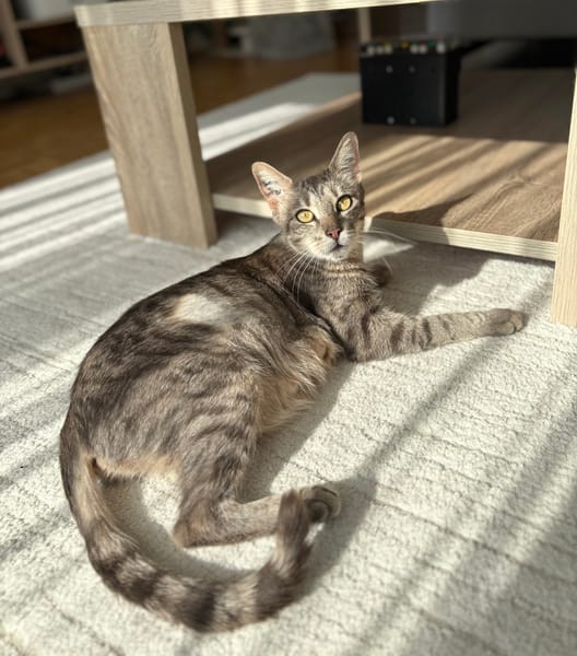 CAPADOCCIA PEUT ÊTRE ADOPTÉE AVEC UN DE SES CHATONS