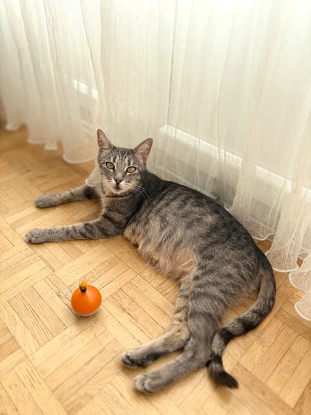 CAPADOCCIA PEUT ÊTRE ADOPTÉE AVEC UN DE SES CHATONS