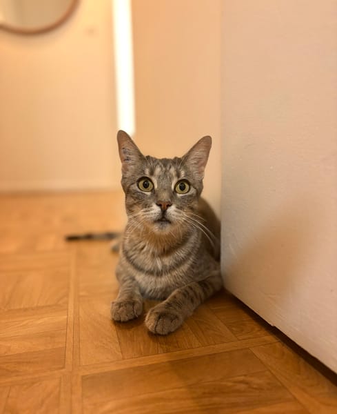 CAPADOCCIA PEUT ÊTRE ADOPTÉE AVEC UN DE SES CHATONS