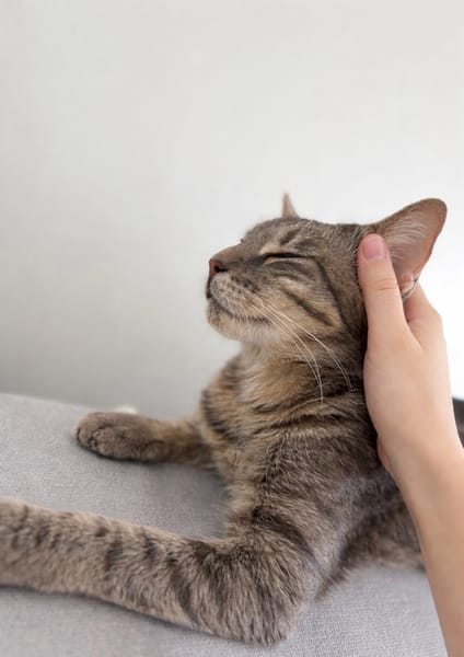 CAPADOCCIA PEUT ÊTRE ADOPTÉE AVEC UN DE SES CHATONS