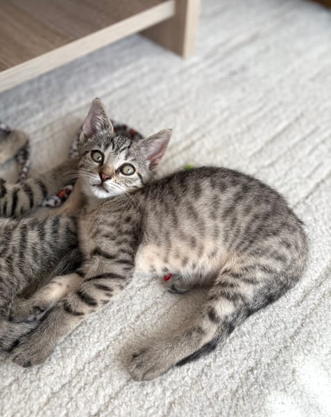 ALANYA A ADOPTER AVEC SON FRÈRE RIZE