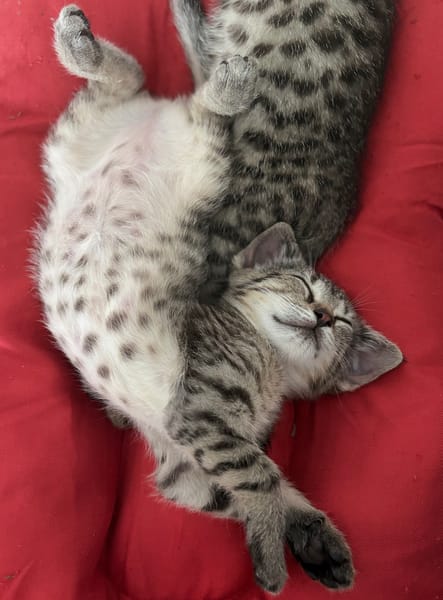 ALANYA A ADOPTER AVEC SON FRÈRE RIZE