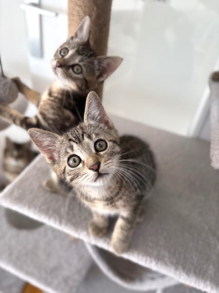 ALANYA A ADOPTER AVEC SON FRÈRE RIZE