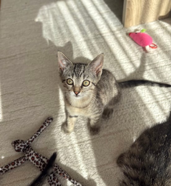 ALANYA A ADOPTER AVEC SON FRÈRE RIZE