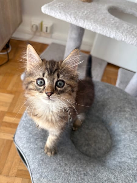 RIZE A ADOPTER AVEC SA SŒUR ALANYA