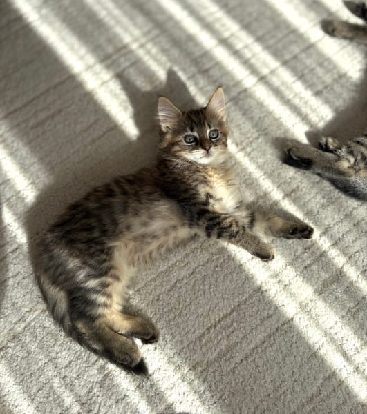 RIZE A ADOPTER AVEC SA SŒUR ALANYA