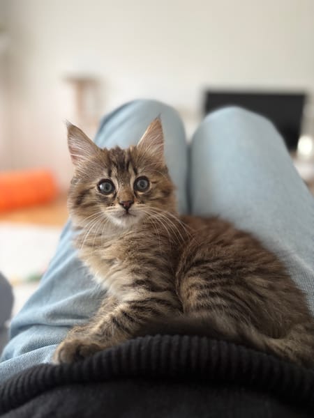 RIZE A ADOPTER AVEC SA SŒUR ALANYA