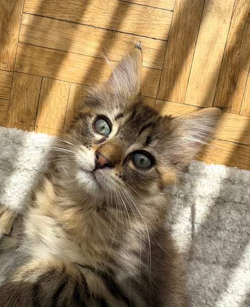 RIZE A ADOPTER AVEC SA SŒUR ALANYA