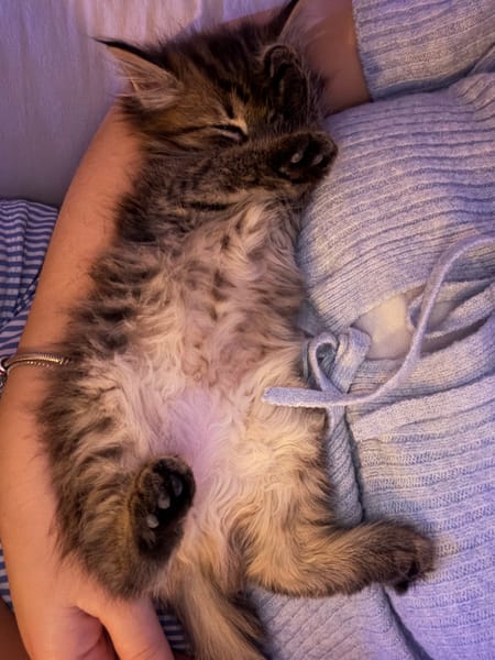 RIZE A ADOPTER AVEC SA SŒUR ALANYA