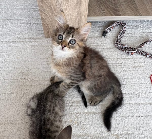 RIZE A ADOPTER AVEC SA SŒUR ALANYA