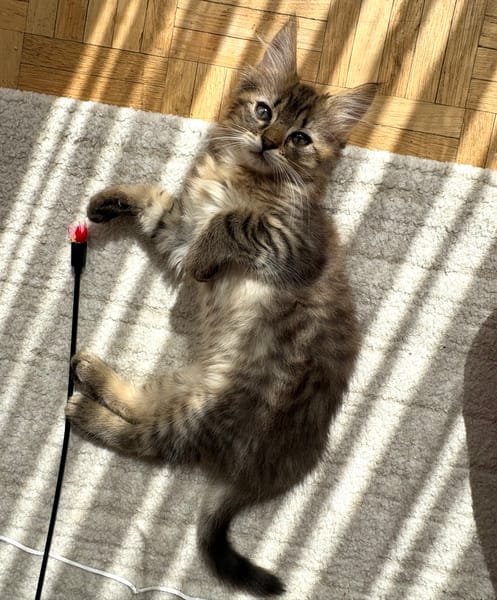 RIZE A ADOPTER AVEC SA SŒUR ALANYA