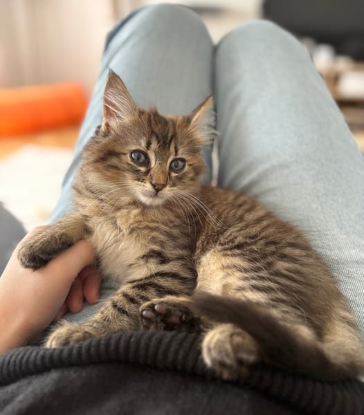 RIZE A ADOPTER AVEC SA SŒUR ALANYA