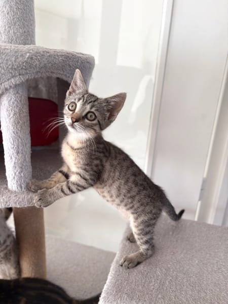 ALANYA A ADOPTER AVEC SON FRÈRE RIZE