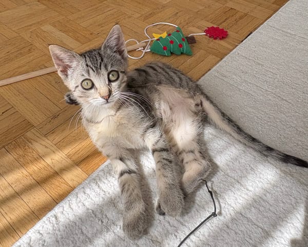 ALANYA A ADOPTER AVEC SON FRÈRE RIZE