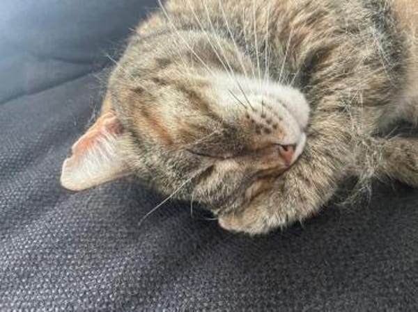 Einzelprinzessin Lili