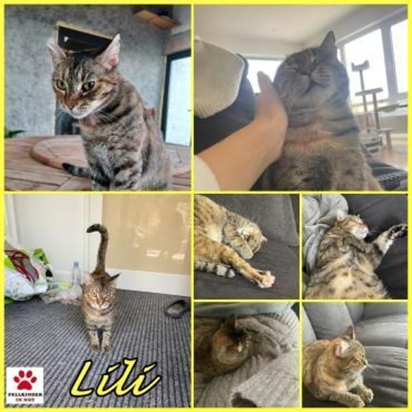 Einzelprinzessin Lili