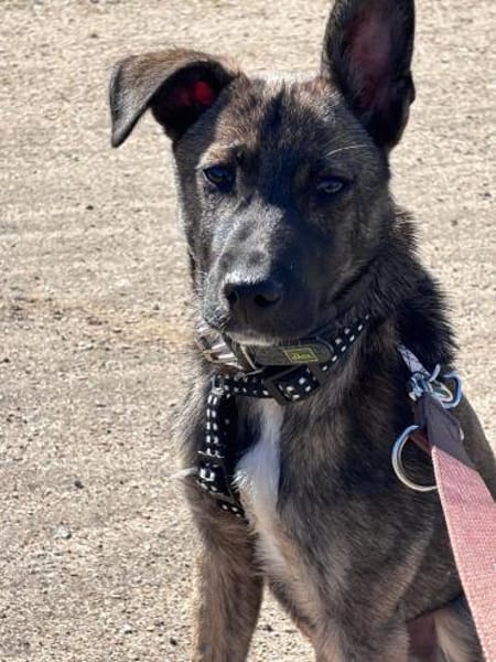 Welpe Wisey wartet in Hamburg auf Dich!