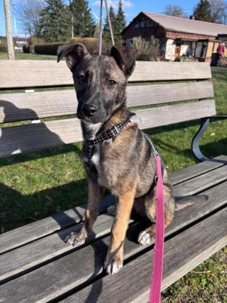 Welpe Wisey wartet in Hamburg auf Dich!