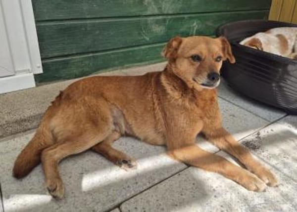 MARILOU-lebensfrohe, liebe Hündin, 40 cm