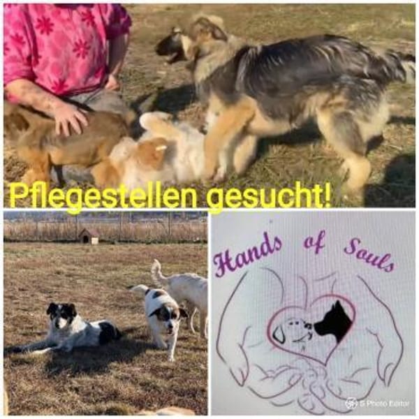 Wir suchen dringend Pflegestellen