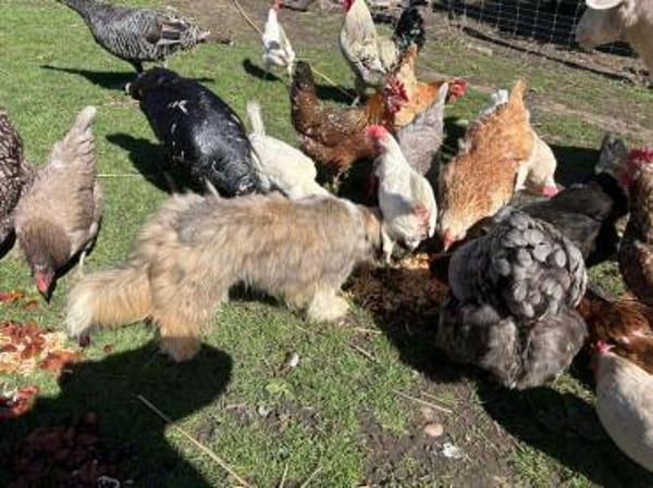 Kinder- und Hühnerfreund Struppi