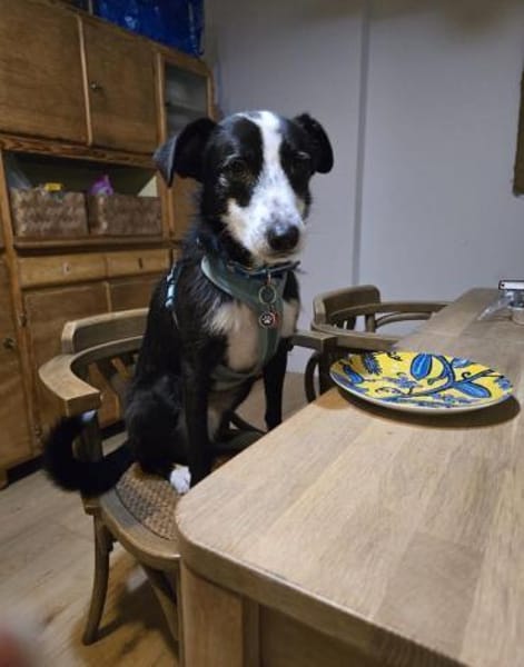 Unsicherer Sadik sucht erfahrenes Heim