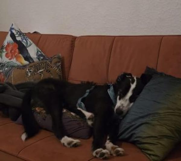 Unsicherer Sadik sucht erfahrenes Heim