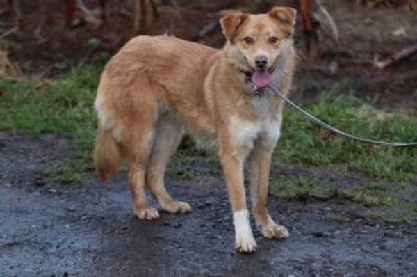 Tally - sensible Hündin