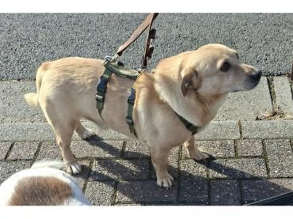 Zino - wartet in 65779 Kelkheim