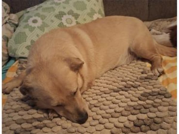 Zino - wartet in 65779 Kelkheim