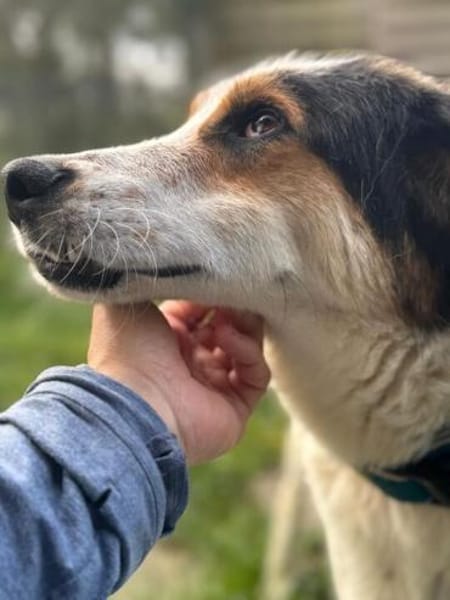 Geroj ein wahrer Schatz