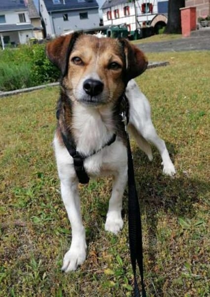 Hedda- eine zarte Hundeseele....