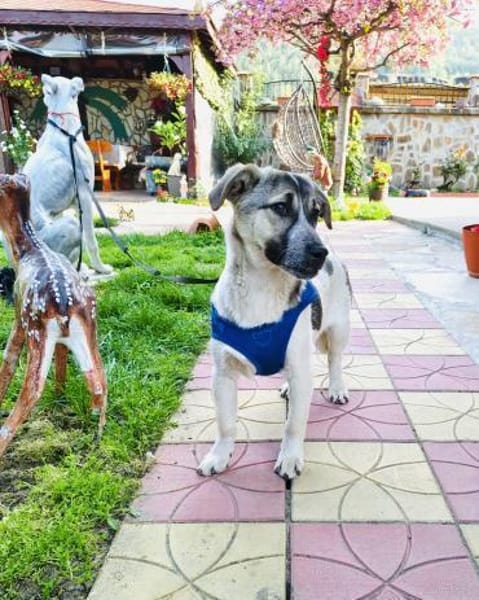 Joy ein sehr freundliches Kerlchen