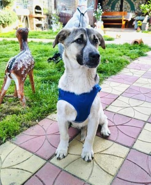 Joy ein sehr freundliches Kerlchen