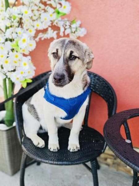 Joy ein sehr freundliches Kerlchen