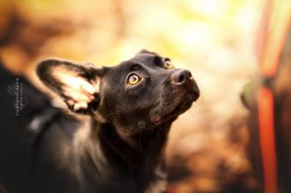 Fanny hat einen Herzenswunsch