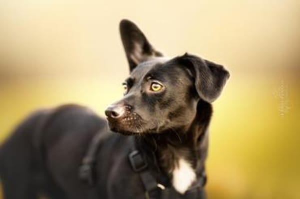 Fanny hat einen Herzenswunsch