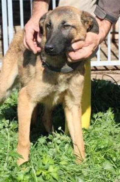 Abeja - verspielte Junghündin