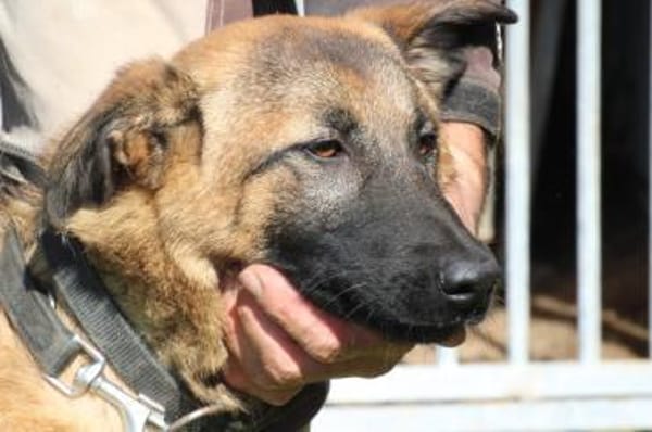 Abeja - verspielte Junghündin