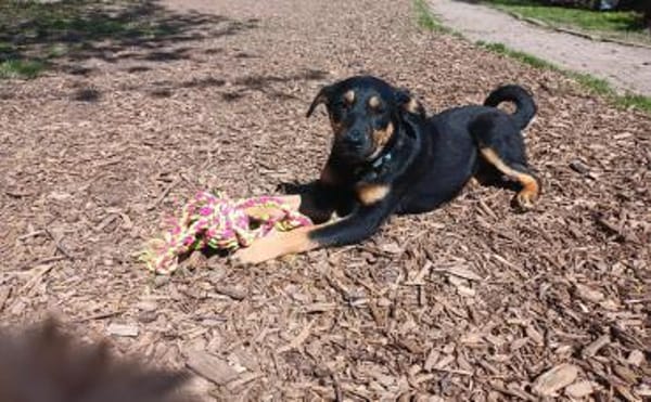 Mira - verspielter Welpe