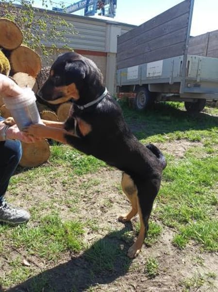 Mira - verspielter Welpe