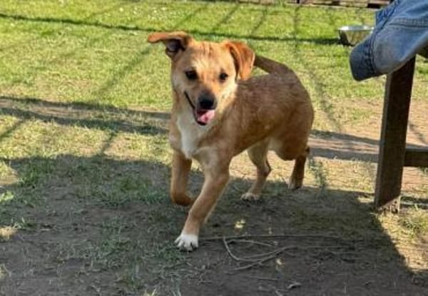 KARA-bezaubernde Welpen-Hündin