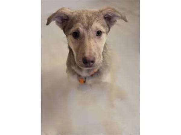 Savio - wartet in 96160 Geiselwind